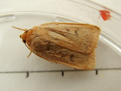 Lesser Yellow Underwing